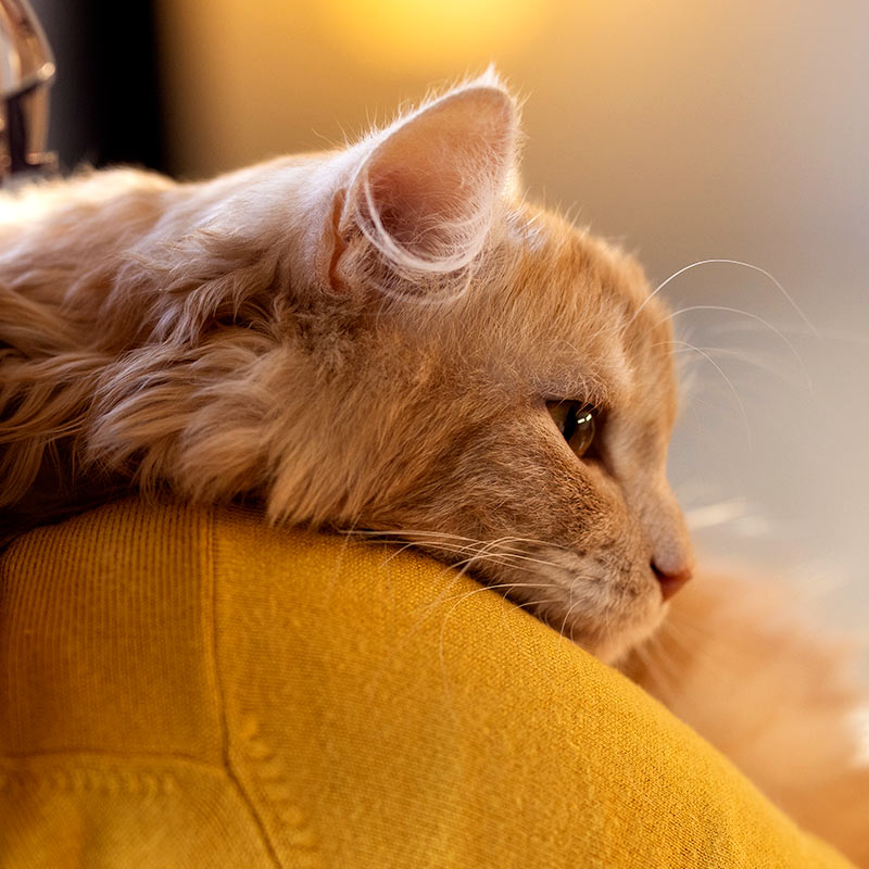 closeup of a fluffy orange cat on someone's shoulder