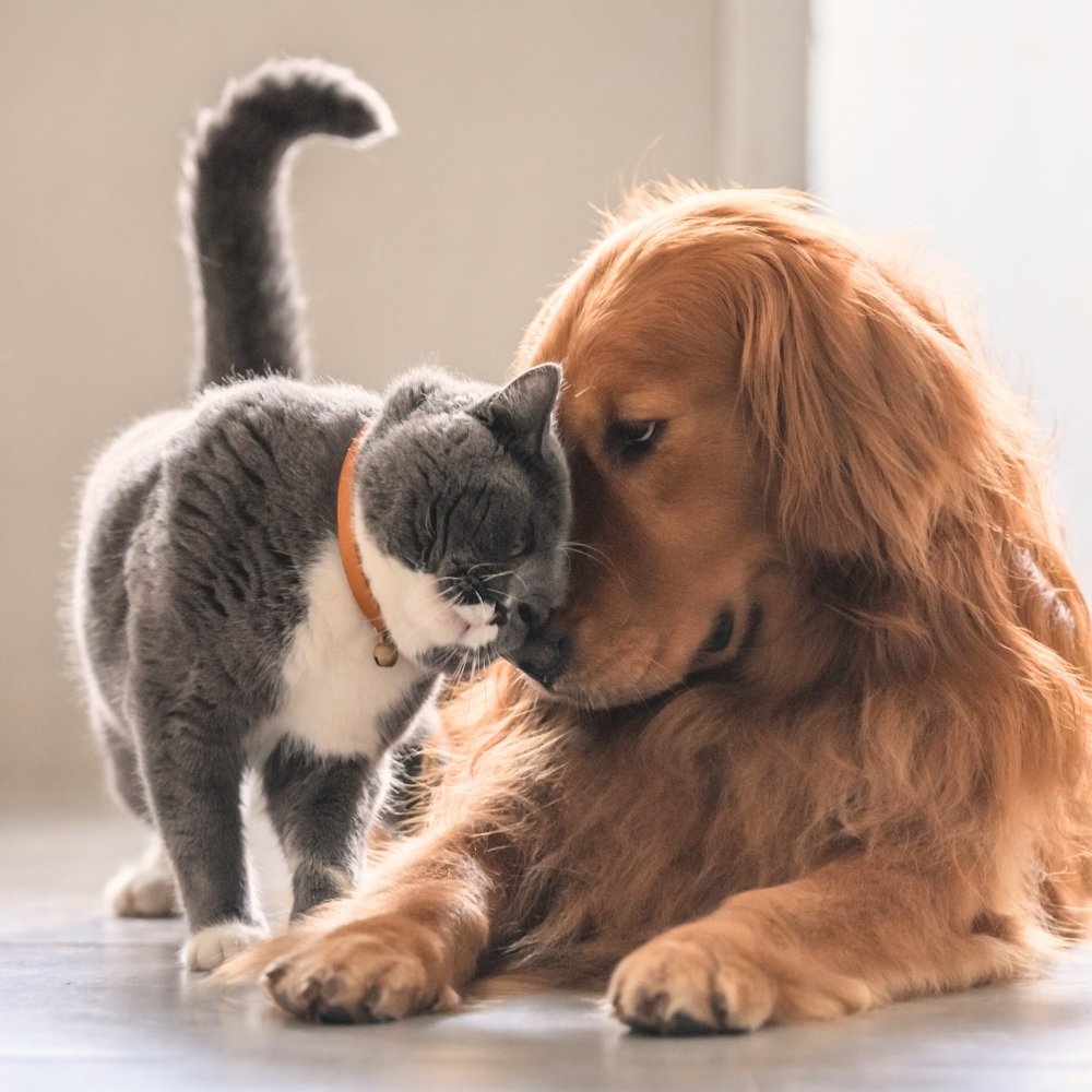 Cat and dog playing together Cat and dog playing together