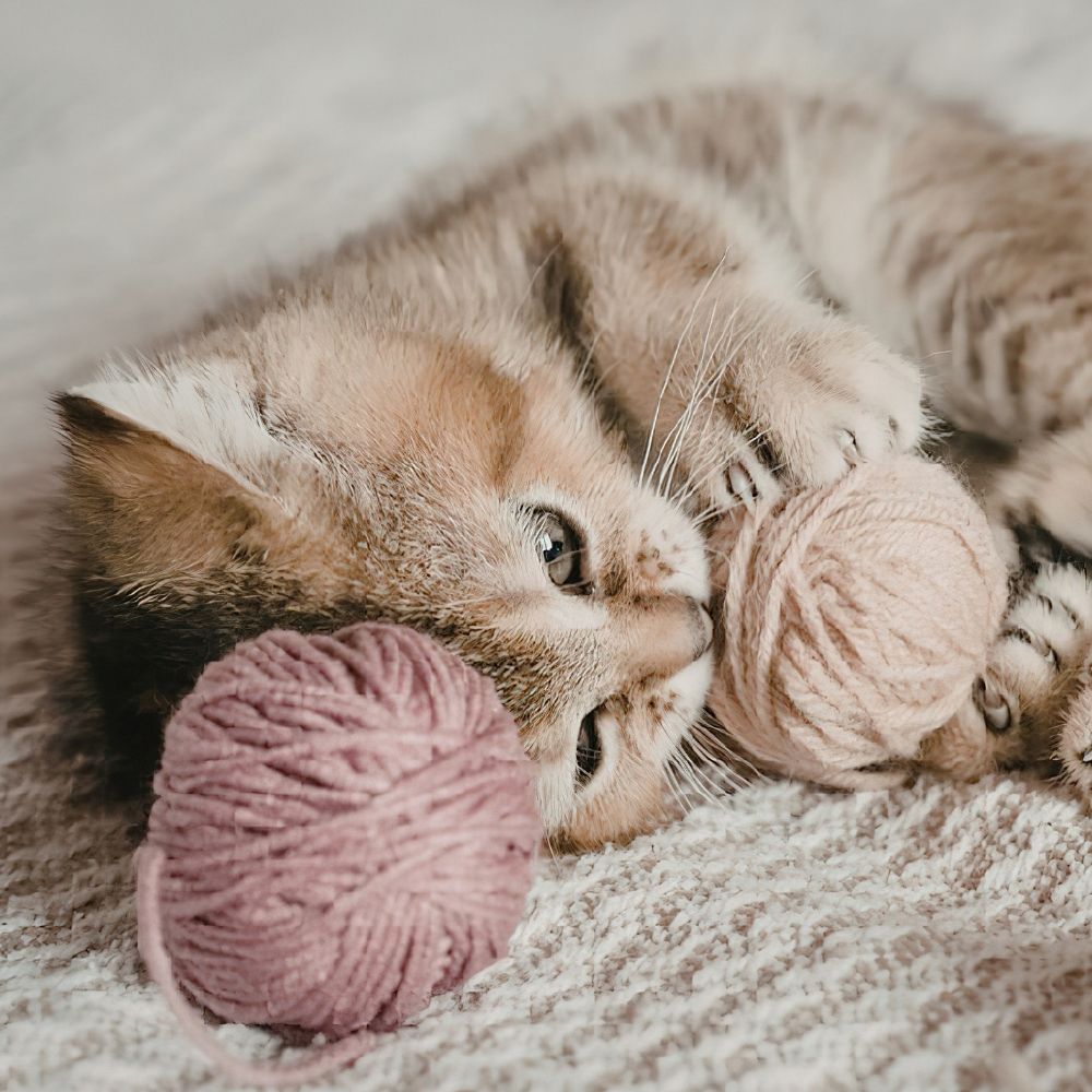 Cat playing with woolen ball