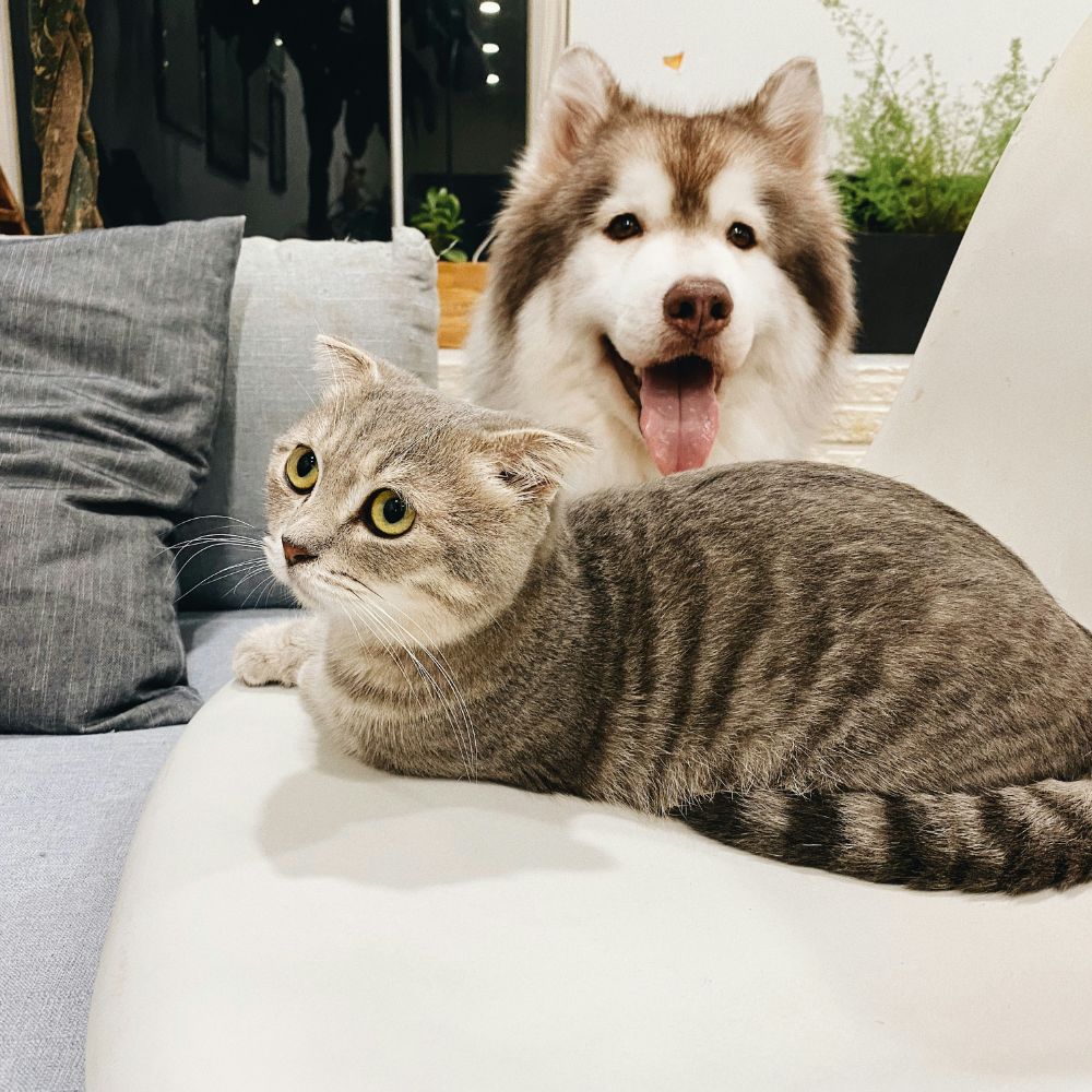 cat and dog together