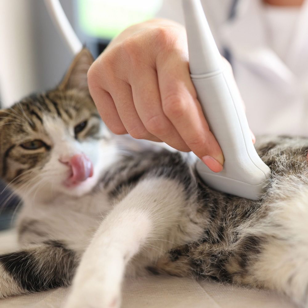 cat getting abdominal ultrasound