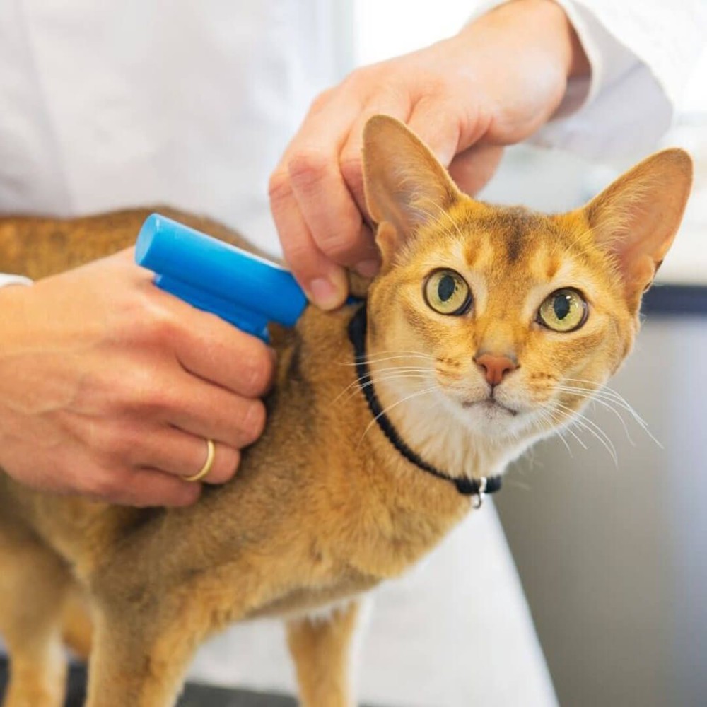 cat getting microchip injected