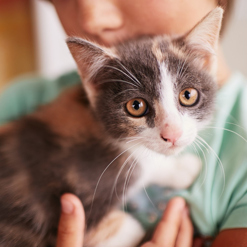 child holding calico kitten