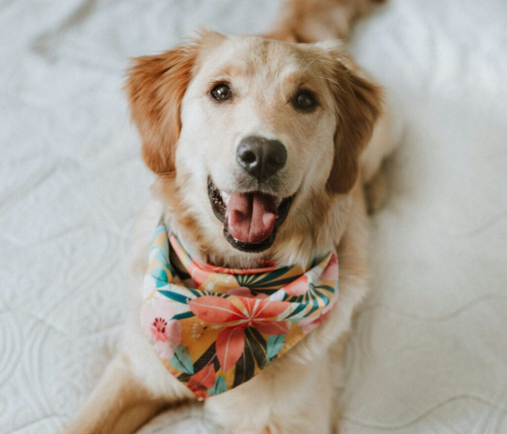 golden retriever with bandana