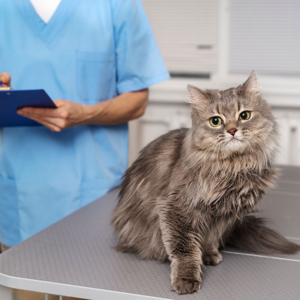 gray cat vet examination