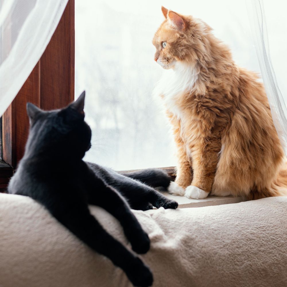 Veterinarians On Dyer In El Paso, TX | Stellar Pets ‘N Vets