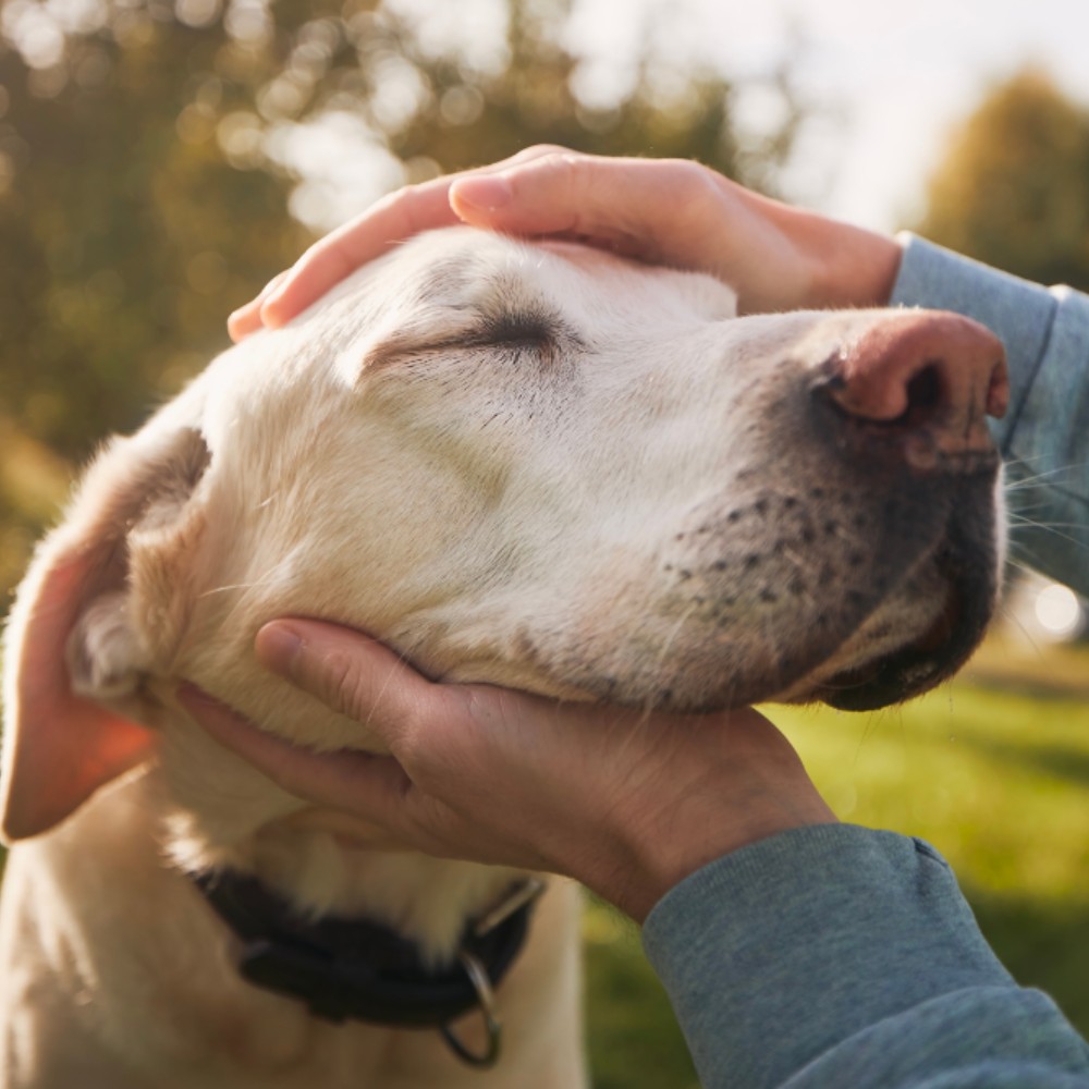 hands petting happy yellow lab